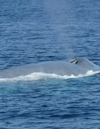 A-blue-whale-seen-on-a-whale-watching-tour-in-Mirrisa-Sri-Lanka