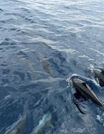 Dolphins-seen-on-a-whale-watching-tour-in-Mirrisa-Sri-Lanka