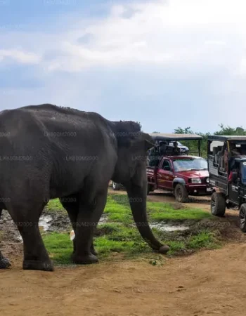 LK600M2000-06-E-1280-720