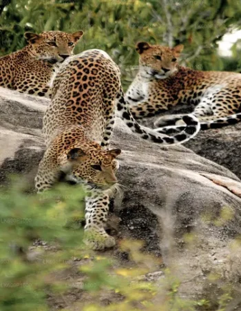 LK600P1000-02-E-1280-720