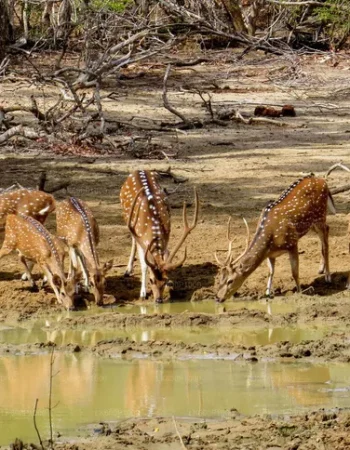 LK600P1000-06-E-1280-720