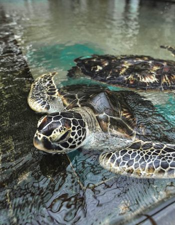 LK66154510-10-E_c6f6c10a-cbbd-4c52-bd39-06198cf184ea