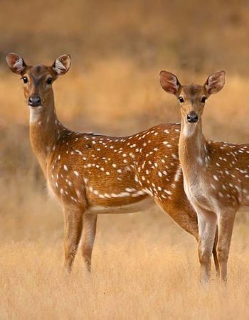 Yala-Deers