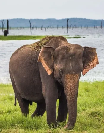 from-ella-shuttle-to-tangalle-hiriketiya-w-udawalawe-safari-2-t624170-3