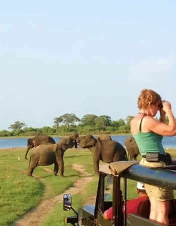from-kandy-sigiriya-minneriya-national-park-day-tour