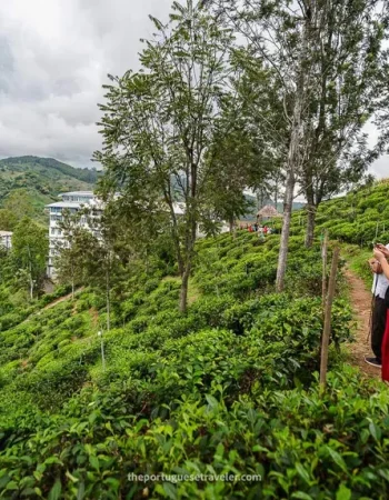 halpewatte-tea-factory-tour-halpe-ella-sri-lanka-78