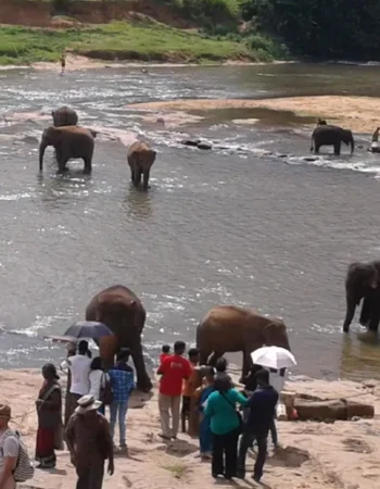 pinnawala-elephant-orphanage (1)