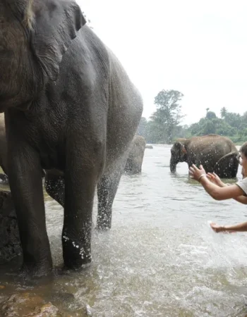 pinnawala-elephant-orphanage (2)