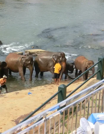 pinnawala-elephant-orphanage